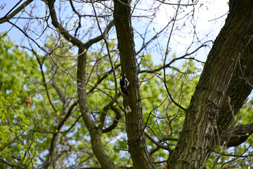 Fototapeta premium Woodpecker climbing up tree. Spotted woodpecker searching for food in oak tree.