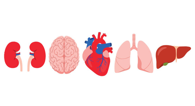 Anatomical illustration displaying key human organs including kidneys brain heart lungs and liver high quality