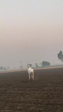 Beautiful White Horse Running Free in Foggy Rural Landscape.