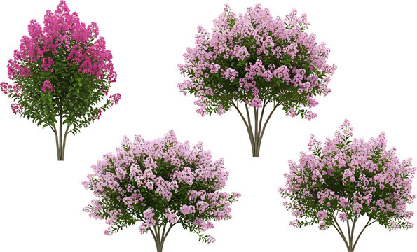 Pink Crape Myrtle flowering shrub vector collection with magenta blossoms and green leaves isolated on white background set