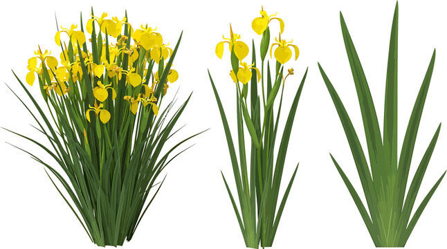 Realistic yellow iris aquatic plant vector illustration set with flowers and green leaves isolated on white background for garden design