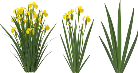 Fototapeta premium Yellow iris flower plant set realistic vector illustration isolated on white background with green leaves and blooming petals digital graphic