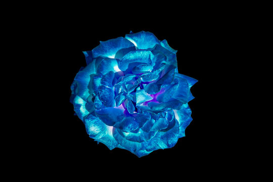 Rosa azul vibrante aislada sobre fondo negro, concepto de naturaleza surrealista y elegancia.