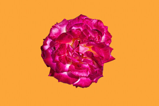 Rosa fucsia vibrante aislada sobre fondo naranja s&oacute;lido con espacio de copia.
