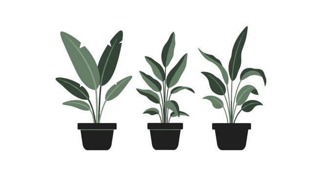 Collection of three indoor potted plants with long green leaves in black pots arranged in a horizontal row on white.
