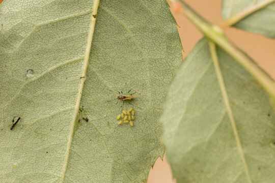 Leaf with clusters of insects and eggs outdoors, pest infestation concept, plant disease, nature macro detail. Thrips and aphids on rose leaves.