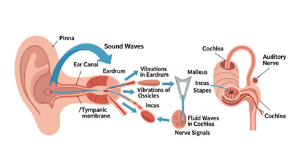 Detailed Diagram of Human Ear Anatomy and Sound Wave Transmission. © faizz