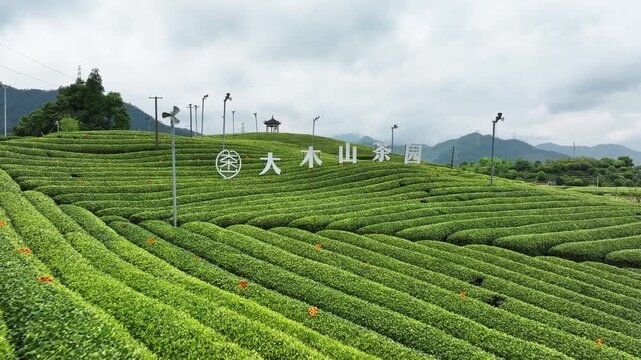 Damoushan Tea Garden terraced fields with lush green tea plants under cloudy sky
