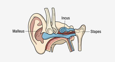 Detailed Diagram of Human Ear Anatomy with Malleus Incus Stapes. © faizz
