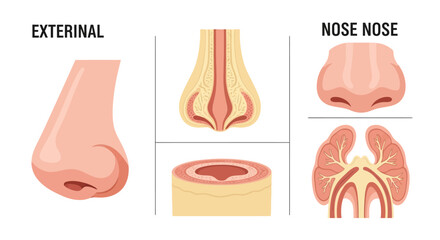 Detailed Diagram of Human Nose Anatomy External and Internal Structures. © faizz