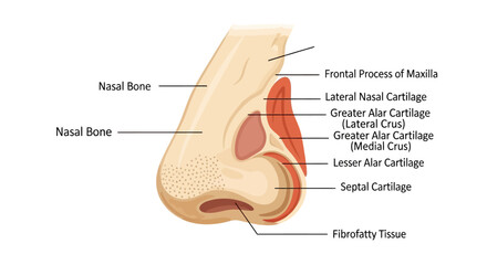 Detailed Diagram of Human Nose Anatomy with Labeled Cartilages and Bones. © faizz