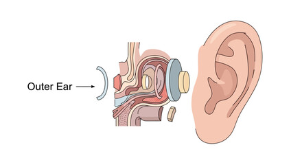 Detailed Diagram of the Human Ear Anatomy with Outer Ear Highlighted. © faizz