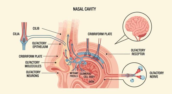Detailed Diagram of the Human Nasal Cavity and Olfactory System.