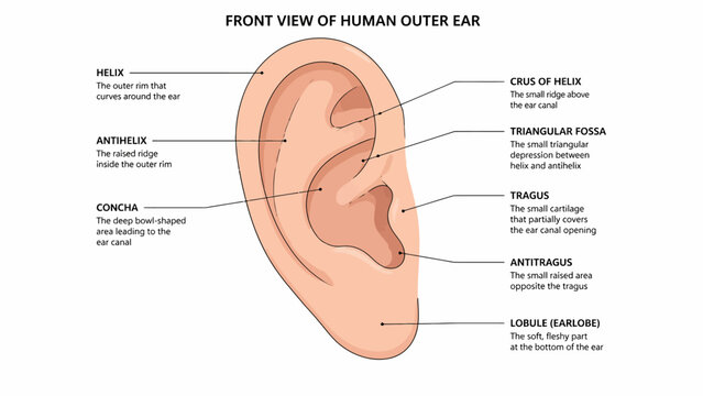 Detailed Front View of Human Outer Ear Anatomy Diagram.