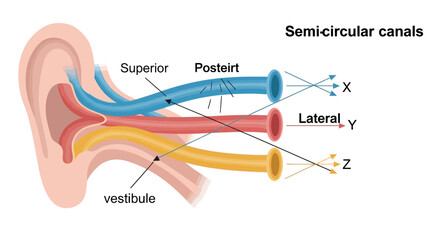 Detailed illustration of the human ears semi-circular canals and vestibule. © faizz