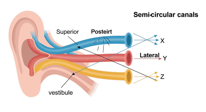 Detailed illustration of the human ears semi-circular canals and vestibule.