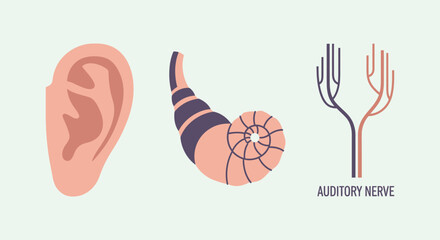 Human Ear Anatomy - Outer Ear, Cochlea, and Auditory Nerve Illustration. © faizz