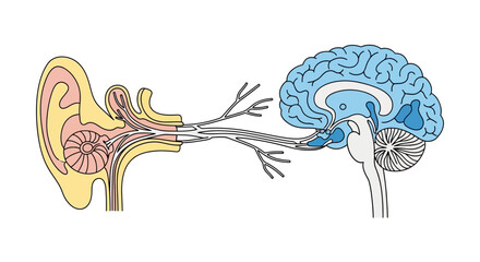 Human Ear and Brain Connection - Auditory Pathway Illustration. © faizz