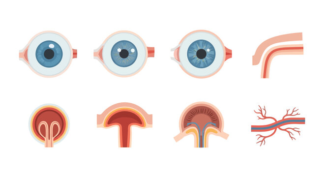Human Eye Anatomy and Cross-Sections with Blood Vessels and Optic Nerve.