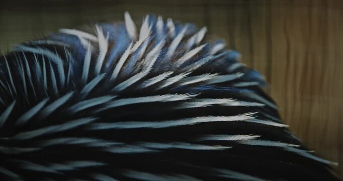 The vulturine guinea fowl - Acryllium vulturinum - is the largest extant species of guinea fowl. Close up of colorful feathers
