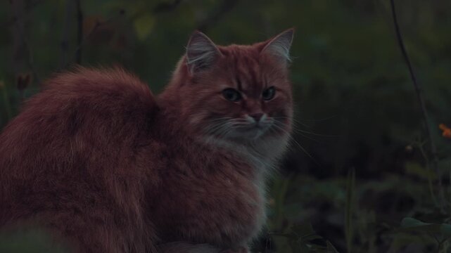 cat in the woods
