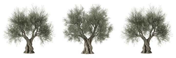 Old Olive Tree Trunk PNG, Mediterranean Nature Plant Isolated on Transparent Background, Healthy Organic Farm Agriculture Design. © laskhar