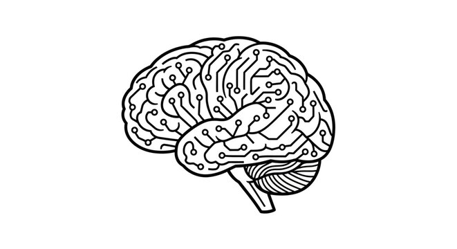 Human Brain Illustration Anatomy Medical.
