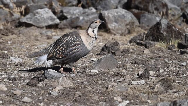 Snowcock Bird Walking and Pecking on Rocky Ground