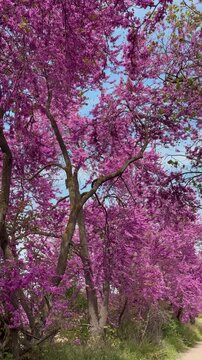 Vibrant purple flowers of a blooming redbud tree swaying gently in the wind under a clear blue sky during a beautiful spring day, creating a picturesque natural scene