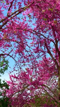 Eastern redbud tree in full bloom with pink purple blossoms swaying in breeze against clear blue sky. Spring nature background, flowering tree, seasonal landscape, sunny day concept.