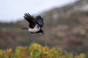 Obraz premium Hooded Crow (Corvus corone cornix) flying