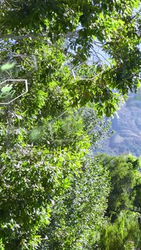 Vertical video: Cam opening on canopy, hex icons appearing and drifting over leaves showing data