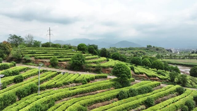 Terraced tea garden with layered green fields nestled among rolling hills and distant mountains