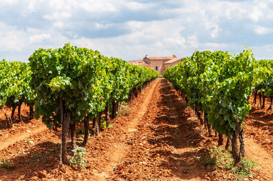 Outdoor scene showing a vineyard in the French provence.