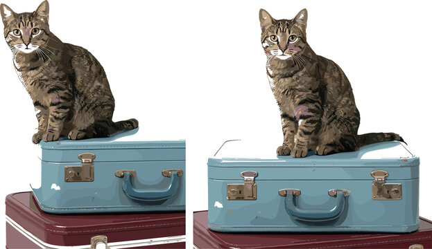 Cat sitting on suitcase vector illustration featuring cute tabby kitten on vintage luggage in travel concept style