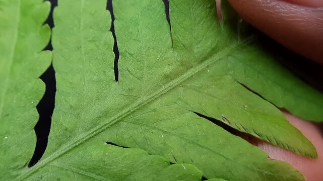 Macro Shot of Human Finger Pointing at Green Fern Leaf Texture Against Black Background