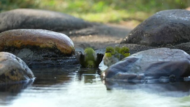 White-eye Birds Bathing and Flying Near River Rocks