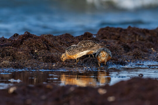 Red knot birds (Calidris canutus) feeding among seaweed on Baltic Sea shore, shallow water reflections, natural light, Latvia wildlife