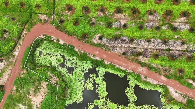 Palm Oil Plantation Aerial View Agriculture 4