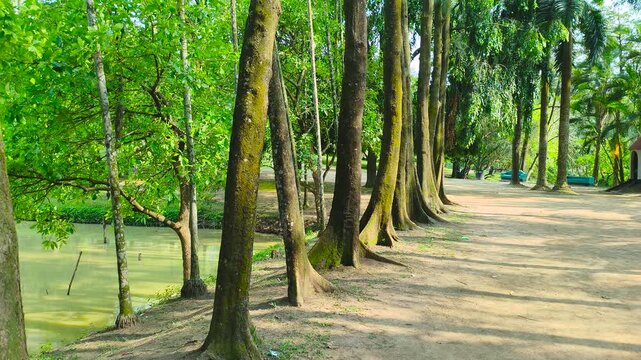 Tall trees standing beautifully in a peaceful natural park in Bangladesh with a pathway under soft daylight creating a relaxing outdoor landscape atmosphere