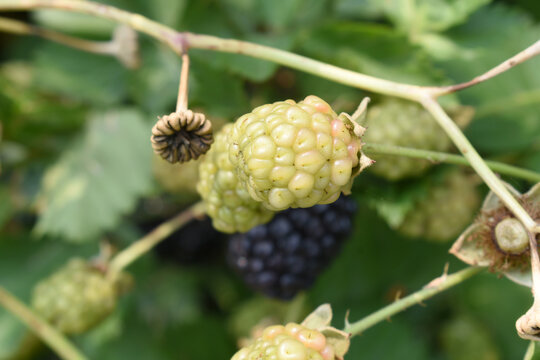 Natural food - fresh unripe blackberries in a garden. Bunch of unripe blackberry fruit, Rubus fruticosus - on branch with green leaves on a farm. Closeup, blurred background. Chakwal, Punjab, Pakistan