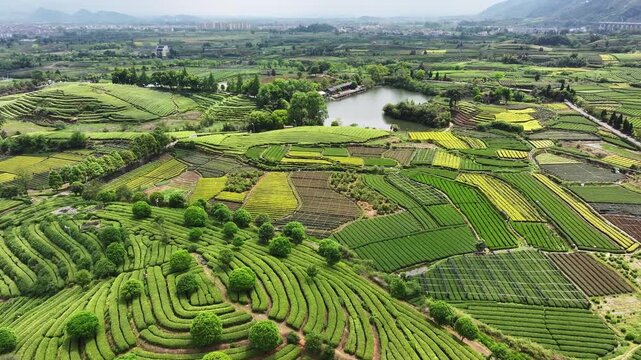 Aerial view of Longjing tea plantations with terraced fields and lake scenery in Zhejiang Province