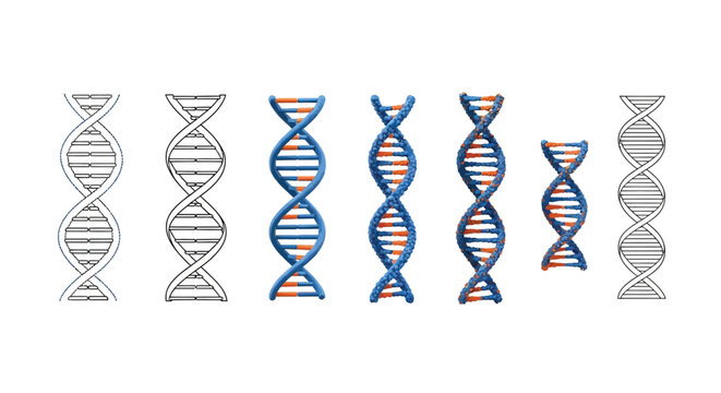 A series of stylized dna helix illustrations progressing from outline to fully colored versions
