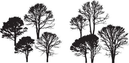Fototapeta premium Silhouette of Trees in Monochrome: A stark monochrome composition captures the elegant silhouette of various trees.