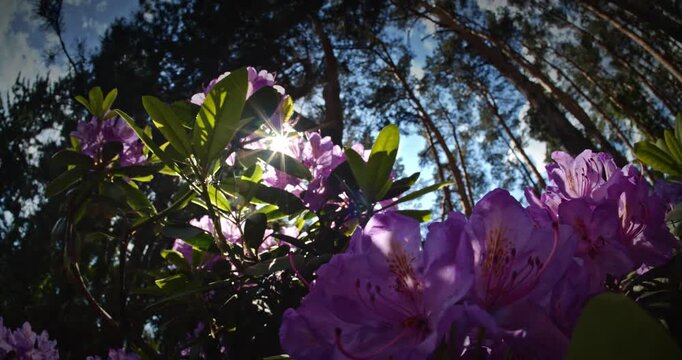 Sunlit Purple Rhododendron Blooms Create an Artistic Scene