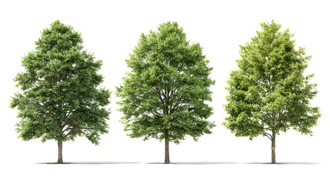 Set of 3 Quercus palustris (also called pin oak, swamp oak, or swamp Spanish oak) frontal set street trees isolated in sunny daylight on a white background background perfectly cutout