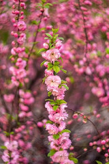 Obraz premium Pink almond blossoms blooming on a branch. Spring floral background with soft petals. Nature landscape in garden during sunny day. Seasonal botanical concept for design or wallpaper.