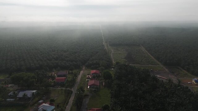 Palm Oil Plantation Aerial View Fog 3