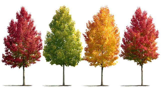 Set of autumn and summer Acer rubrum (the red maple, swamp maple, water maple, or soft maple) frontal street trees isolated in sunny daylight on a white background background perfectly cutout