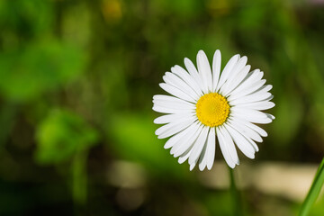 Single daisy flower with white petals and yellow center growing in green grass under natural sunlight showing delicate texture and vibrant color typical of Bellis perennis in spring meadow © Maxal Tamor